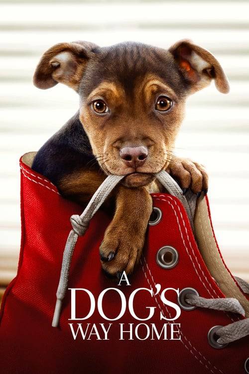 ดูหนังออนไลน์ A Dog’s Way Home (2019) เพื่อนรักผจญภัยสี่ร้อยไมล์ หนังมาสเตอร์ หนังเต็มเรื่อง ดูหนังฟรีออนไลน์ ดูหนังออนไลน์ หนังออนไลน์ ดูหนังใหม่ หนังพากย์ไทย หนังซับไทย ดูฟรีHD