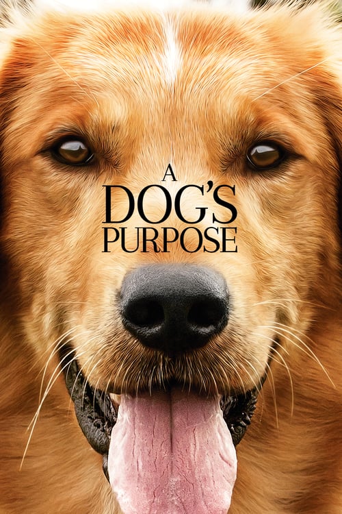 ดูหนังออนไลน์ A Dogs Purpose (2017) หมา เป้าหมาย และเด็กชายของผม