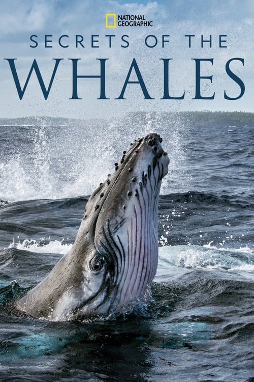 ดูหนังออนไลน์ฟรี Secrets of the Whales (2021) EP.4 (จบ)