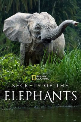ดูหนังออนไลน์ Secrets of the Elephants (2023) EP.1-4 (จบ)