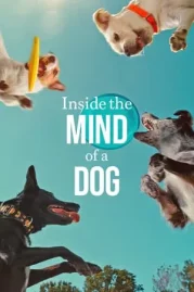 ดูหนังออนไลน์ Inside the Mind of a Dog (2024) อ่านใจสุนัข หนังมาสเตอร์ หนังเต็มเรื่อง ดูหนังฟรีออนไลน์ ดูหนังออนไลน์ หนังออนไลน์ ดูหนังใหม่ หนังพากย์ไทย หนังซับไทย ดูฟรีHD